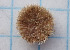  ( - CCDB-31598 G09)  @11 [ ] by-nc-sa (2021) Peter J. Bryant University of California, Irvine