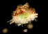  ( - CCDB-31778 A08)  @11 [ ] CreativeCommons - Attribution Non-Commercial Share-Alike (2018) Peter J. Bryant University of California, Irvine