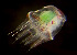  ( - CCDB-31778 B03)  @11 [ ] CreativeCommons - Attribution Non-Commercial Share-Alike (2018) Peter J. Bryant University of California, Irvine