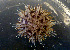  ( - CCDB-31778 C09)  @11 [ ] CreativeCommons - Attribution Non-Commercial Share-Alike (2018) Peter J. Bryant University of California, Irvine