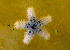  ( - CCDB-31778 C11)  @11 [ ] CreativeCommons - Attribution Non-Commercial Share-Alike (2018) Peter J. Bryant University of California, Irvine
