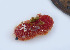  (Lissothuria - CCDB-31778 D12)  @11 [ ] CreativeCommons - Attribution Non-Commercial Share-Alike (2018) Peter J. Bryant University of California, Irvine