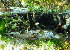  ( - CCDB-31778 F08)  @11 [ ] CreativeCommons - Attribution Non-Commercial Share-Alike (2018) Peter J. Bryant University of California, Irvine