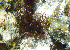  ( - CCDB-31778 F09)  @11 [ ] CreativeCommons - Attribution Non-Commercial Share-Alike (2018) Peter J. Bryant University of California, Irvine
