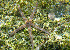  (Phataria - CCDB-31778 G03)  @11 [ ] CreativeCommons - Attribution Non-Commercial Share-Alike (2018) Peter J. Bryant University of California, Irvine