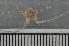  ( - ECHNO_69022)  @12 [ ] CreativeCommons - Attribution Non-Commercial Share-Alike (2015) NTNU University Museum, Department of Natural History NTNU University Museum, Department of Natural History