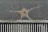  ( - ECHNO_69022)  @12 [ ] CreativeCommons - Attribution Non-Commercial Share-Alike (2015) NTNU University Museum, Department of Natural History NTNU University Museum, Department of Natural History