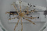  (Bathymetrinae - ECHNO_69034)  @12 [ ] CreativeCommons - Attribution Non-Commercial Share-Alike (2015) NTNU University Museum, Department of Natural History NTNU University Museum, Department of Natural History