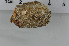  ( - ECHNO_69037)  @11 [ ] CreativeCommons - Attribution Non-Commercial Share-Alike (2015) NTNU University Museum, Department of Natural History NTNU University Museum, Department of Natural History