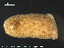  ( - ECHNO_69072)  @11 [ ] CreativeCommons - Attribution Non-Commercial Share-Alike (2015) NTNU University Museum, Department of Natural History NTNU University Museum, Department of Natural History