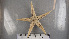  ( - ECHNO_69073)  @11 [ ] CreativeCommons - Attribution Non-Commercial Share-Alike (2015) NTNU University Museum, Department of Natural History NTNU University Museum, Department of Natural History