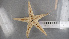  ( - ECHNO_69073)  @11 [ ] CreativeCommons - Attribution Non-Commercial Share-Alike (2015) NTNU University Museum, Department of Natural History NTNU University Museum, Department of Natural History