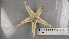  ( - ECHNO_69074)  @11 [ ] CreativeCommons - Attribution Non-Commercial Share-Alike (2015) NTNU University Museum, Department of Natural History NTNU University Museum, Department of Natural History