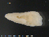  ( - ECHNO_69075)  @11 [ ] CreativeCommons - Attribution Non-Commercial Share-Alike (2015) NTNU University Museum, Department of Natural History NTNU University Museum, Department of Natural History