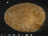  (Psolus squamatus - ECHNO_69076)  @11 [ ] CreativeCommons - Attribution Non-Commercial Share-Alike (2015) NTNU University Museum, Department of Natural History NTNU University Museum, Department of Natural History