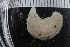  (Pseudothyone - Sletvik2016_111)  @11 [ ] CreativeCommons - Attribution Non-Commercial Share-Alike (2016) University of Bergen Natural History Collections
