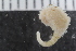  ( - Sletvik2016_87)  @11 [ ] CreativeCommons - Attribution Non-Commercial Share-Alike (2016) University of Bergen Natural History Collections
