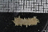  (Ocnus lacteus - ZMBN_106132)  @11 [ ] CreativeCommons - Attribution Non-Commercial Share-Alike (2016) University of Bergen Natural History Collections