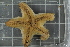  ( - ZMBN_106142)  @13 [ ] CreativeCommons - Attribution Non-Commercial Share-Alike (2016) University of Bergen Natural History Collections