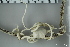  ( - ZMBN_106169)  @11 [ ] CreativeCommons - Attribution Non-Commercial Share-Alike (2016) University of Bergen Natural History Collections