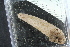  ( - ZMBN_106170)  @11 [ ] CreativeCommons - Attribution Non-Commercial Share-Alike (2016) University of Bergen Natural History Collections