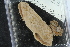  ( - ZMBN_106170)  @11 [ ] CreativeCommons - Attribution Non-Commercial Share-Alike (2016) University of Bergen Natural History Collections