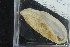  ( - ZMBN_106171)  @11 [ ] CreativeCommons - Attribution Non-Commercial Share-Alike (2016) University of Bergen Natural History Collections