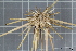  (Cidaris cidaris - ZMBN_106173)  @11 [ ] CreativeCommons - Attribution Non-Commercial Share-Alike (2016) University of Bergen Natural History Collections