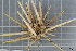  ( - ZMBN_106173)  @11 [ ] CreativeCommons - Attribution Non-Commercial Share-Alike (2016) University of Bergen Natural History Collections