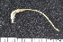  (Rhizocrinidae - ZMBN_106227)  @11 [ ] CreativeCommons - Attribution Non-Commercial Share-Alike (2016) University of Bergen Natural History Collections