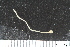  ( - ZMBN_106228)  @11 [ ] CreativeCommons - Attribution Non-Commercial Share-Alike (2016) University of Bergen Natural History Collections