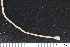  ( - ZMBN_106233)  @11 [ ] CreativeCommons - Attribution Non-Commercial Share-Alike (2016) University of Bergen Natural History Collections