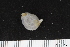  ( - ZMBN_106238)  @11 [ ] CreativeCommons - Attribution Non-Commercial Share-Alike (2016) University of Bergen Natural History Collections