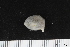  ( - ZMBN_106238)  @11 [ ] CreativeCommons - Attribution Non-Commercial Share-Alike (2016) University of Bergen Natural History Collections