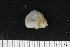  ( - ZMBN_106239)  @11 [ ] CreativeCommons - Attribution Non-Commercial Share-Alike (2016) University of Bergen Natural History Collections