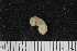  ( - ZMBN_106242)  @11 [ ] CreativeCommons - Attribution Non-Commercial Share-Alike (2016) University of Bergen Natural History Collections