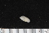  ( - ZMBN_106244)  @11 [ ] CreativeCommons - Attribution Non-Commercial Share-Alike (2016) University of Bergen Natural History Collections