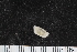  ( - ZMBN_106244)  @11 [ ] CreativeCommons - Attribution Non-Commercial Share-Alike (2016) University of Bergen Natural History Collections