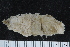  ( - ZMBN_106245)  @11 [ ] CreativeCommons - Attribution Non-Commercial Share-Alike (2016) University of Bergen Natural History Collections
