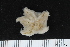  ( - ZMBN_106247)  @11 [ ] CreativeCommons - Attribution Non-Commercial Share-Alike (2016) University of Bergen Natural History Collections