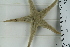  ( - ZMBN_106260)  @11 [ ] CreativeCommons - Attribution Non-Commercial Share-Alike (2016) University of Bergen Natural History Collections