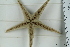  ( - ZMBN_106260)  @11 [ ] CreativeCommons - Attribution Non-Commercial Share-Alike (2016) University of Bergen Natural History Collections