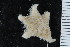 ( - ZMBN_106304)  @11 [ ] CreativeCommons - Attribution Non-Commercial Share-Alike (2016) University of Bergen Natural History Collections