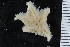  ( - ZMBN_106304)  @11 [ ] CreativeCommons - Attribution Non-Commercial Share-Alike (2016) University of Bergen Natural History Collections