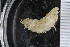  ( - ZMBN_106327)  @11 [ ] CreativeCommons - Attribution Non-Commercial Share-Alike (2016) University of Bergen Natural History Collections