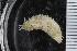 ( - ZMBN_106327)  @11 [ ] CreativeCommons - Attribution Non-Commercial Share-Alike (2016) University of Bergen Natural History Collections
