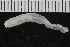  ( - ZMBN_106330)  @11 [ ] CreativeCommons - Attribution Non-Commercial Share-Alike (2016) University of Bergen Natural History Collections