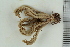  ( - ZMBN_106346)  @11 [ ] CreativeCommons - Attribution Non-Commercial Share-Alike (2016) University of Bergen Natural History Collections