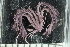  (Antedonidae_incertae_sedis - ZMBN_106349)  @11 [ ] CreativeCommons - Attribution Non-Commercial Share-Alike (2016) University of Bergen Natural History Collections