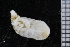  ( - ZMBN_106356)  @11 [ ] CreativeCommons - Attribution Non-Commercial Share-Alike (2016) University of Bergen Natural History Collections